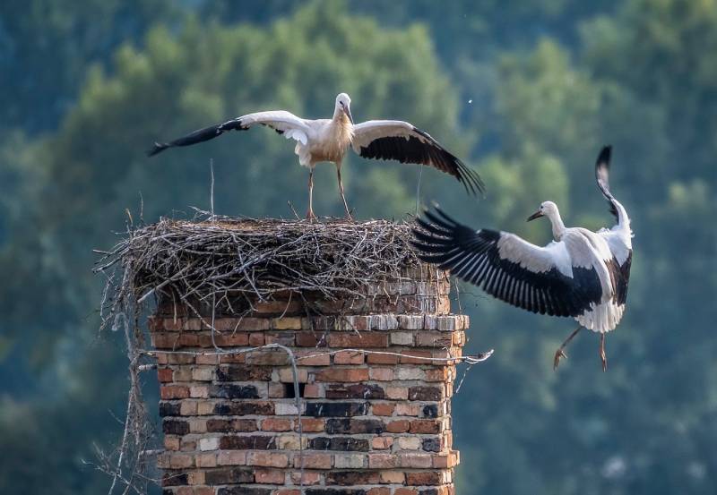Professional Chimney Animal Removal Services in Richmond, Michigan
