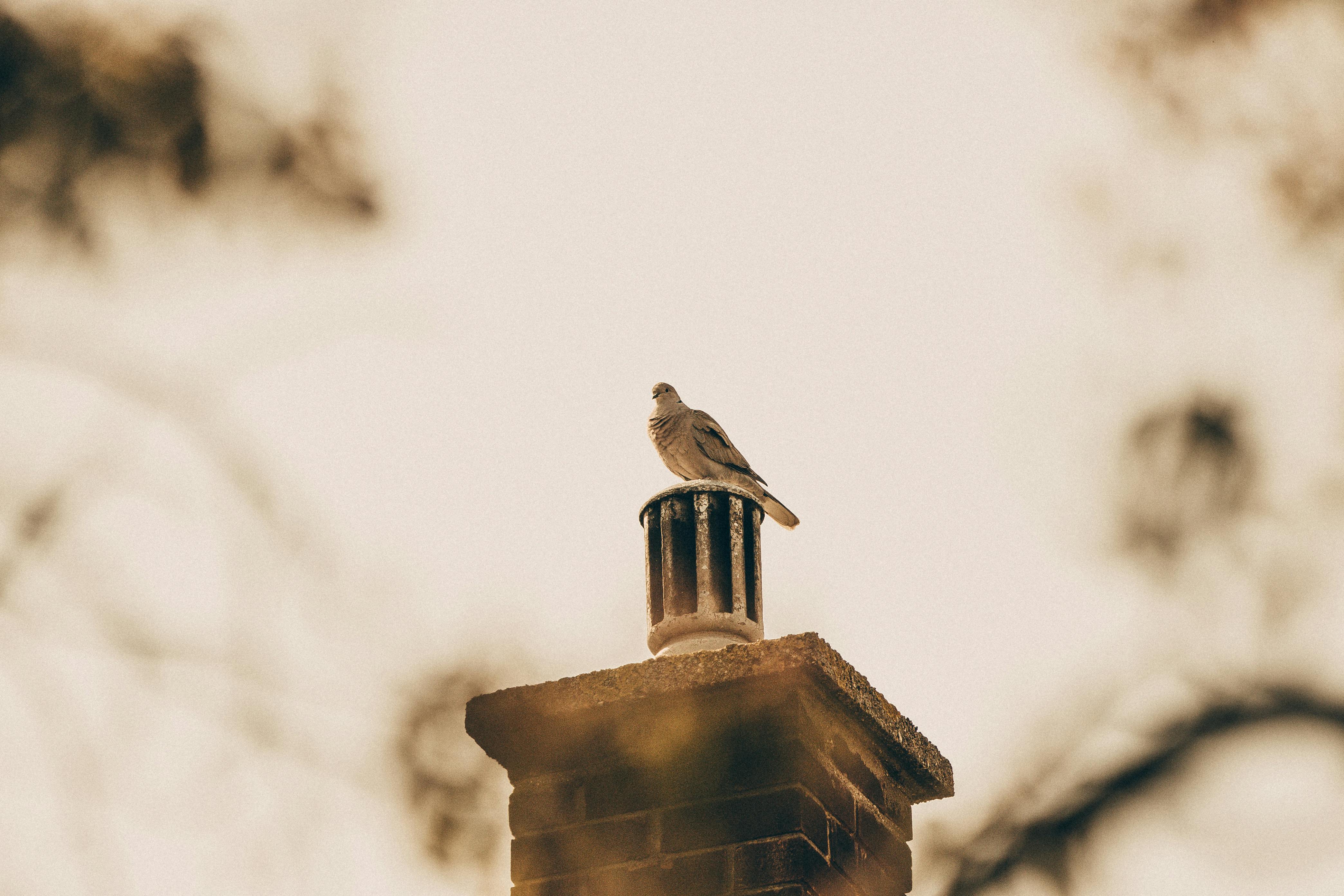 Expert Chimney Cap Installation in Richmond, Michigan